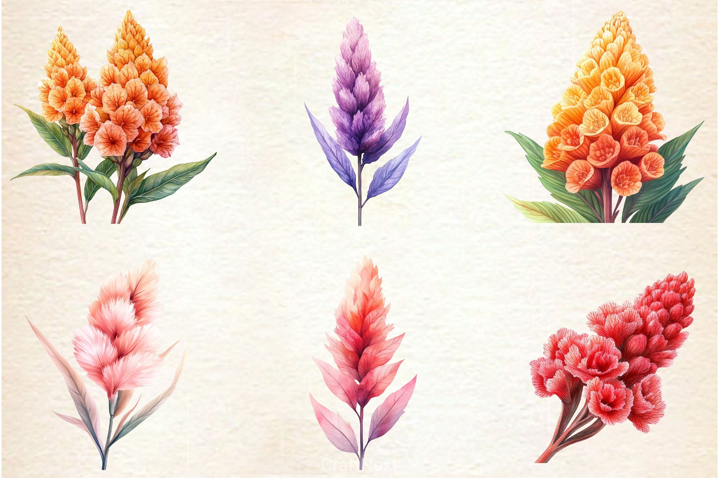 Celosia Flower Clipart Bundle 2 - CraftNest - Digital Crafting and Art