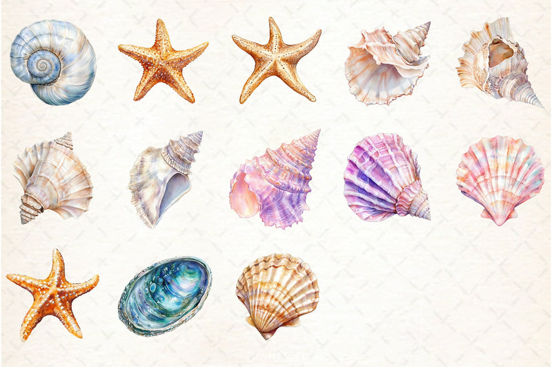 Sea Shells Clipart Bundle - CraftNest - Digital Crafting and Art