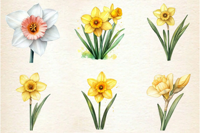 Daffodil Flower Clipart Bundle 2 - CraftNest - Digital Crafting and Art