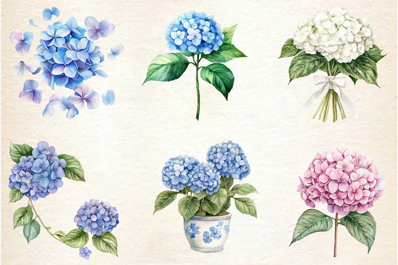 Hydrangea Clipart Bundle 2 - CraftNest - Digital Crafting and Art
