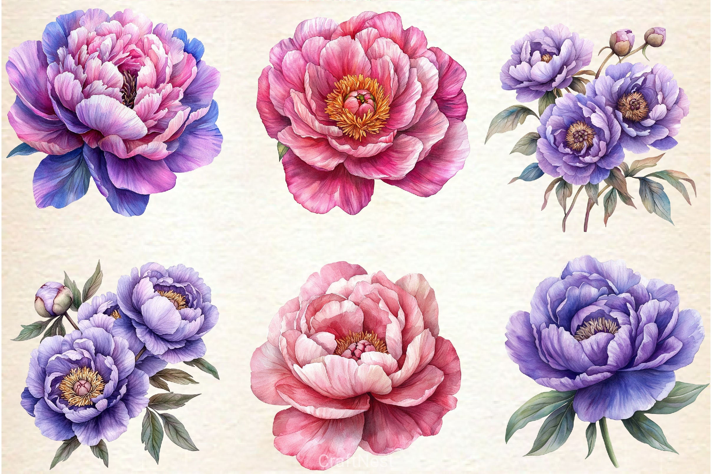 Pink & Purple Peony Flowers Clipart Bundle - CraftNest - Digital Crafting and Art
