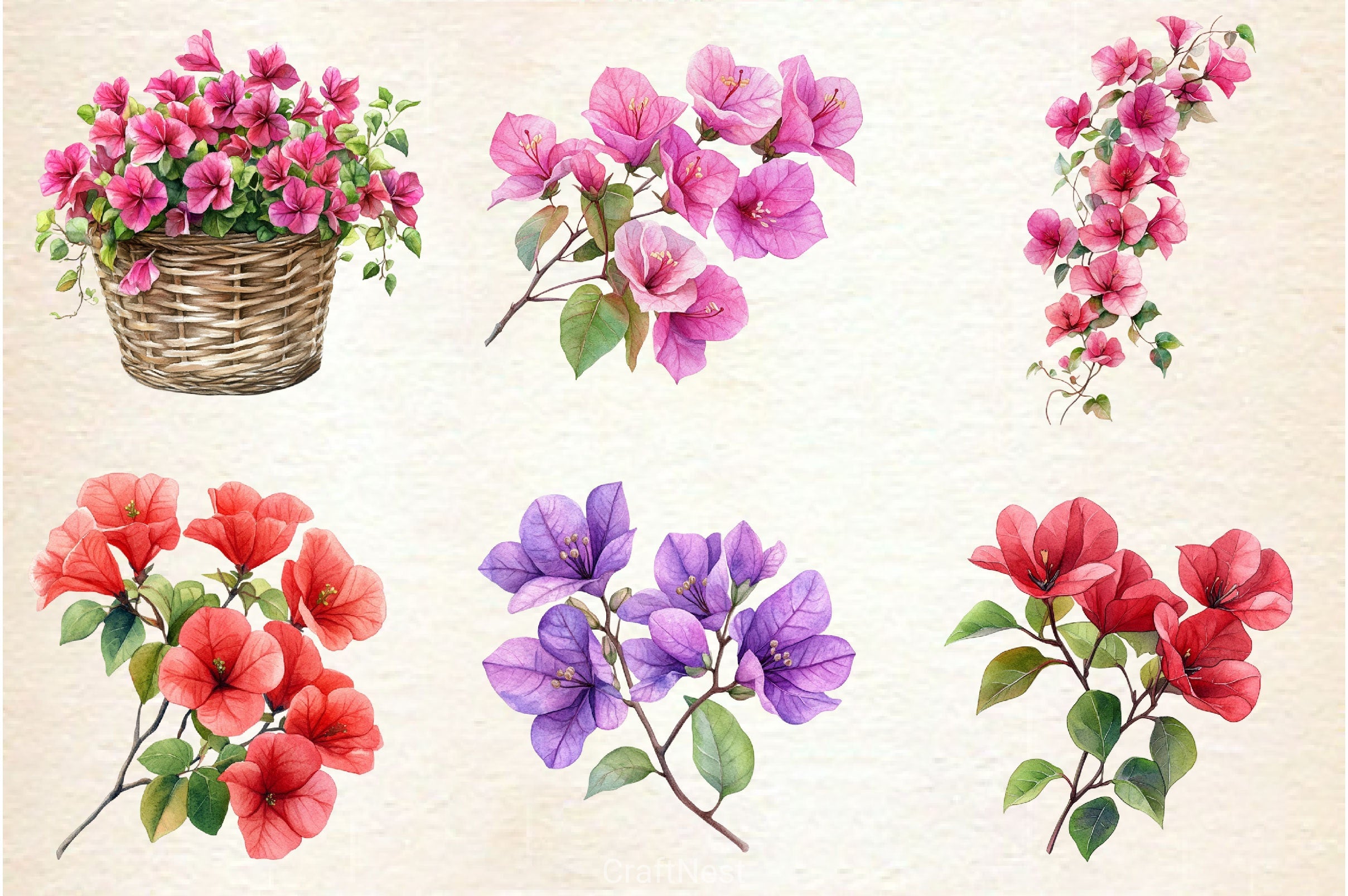 Bougainvillea Flower Clipart Bundle 4 - CraftNest - Digital Crafting and Art