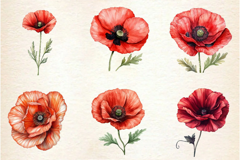 Corn Poppy Flower Bloom Clipart Bundle 2 - CraftNest - Digital Crafting and Art