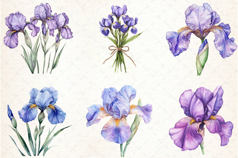 Iris Flower Clipart Bundle - CraftNest - Digital Crafting and Art