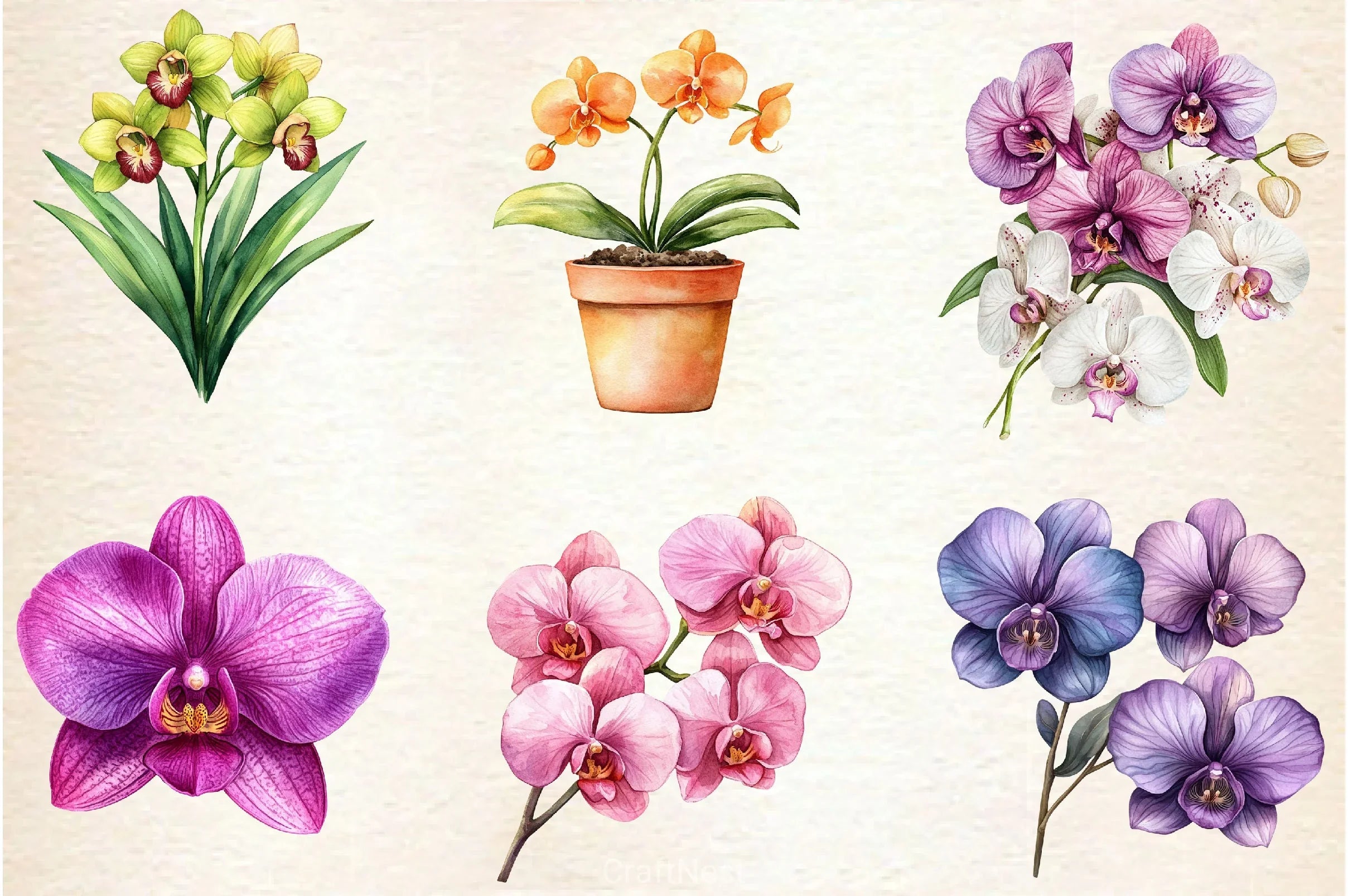 Orchid Clipart Bundle 2 - CraftNest - Digital Crafting and Art