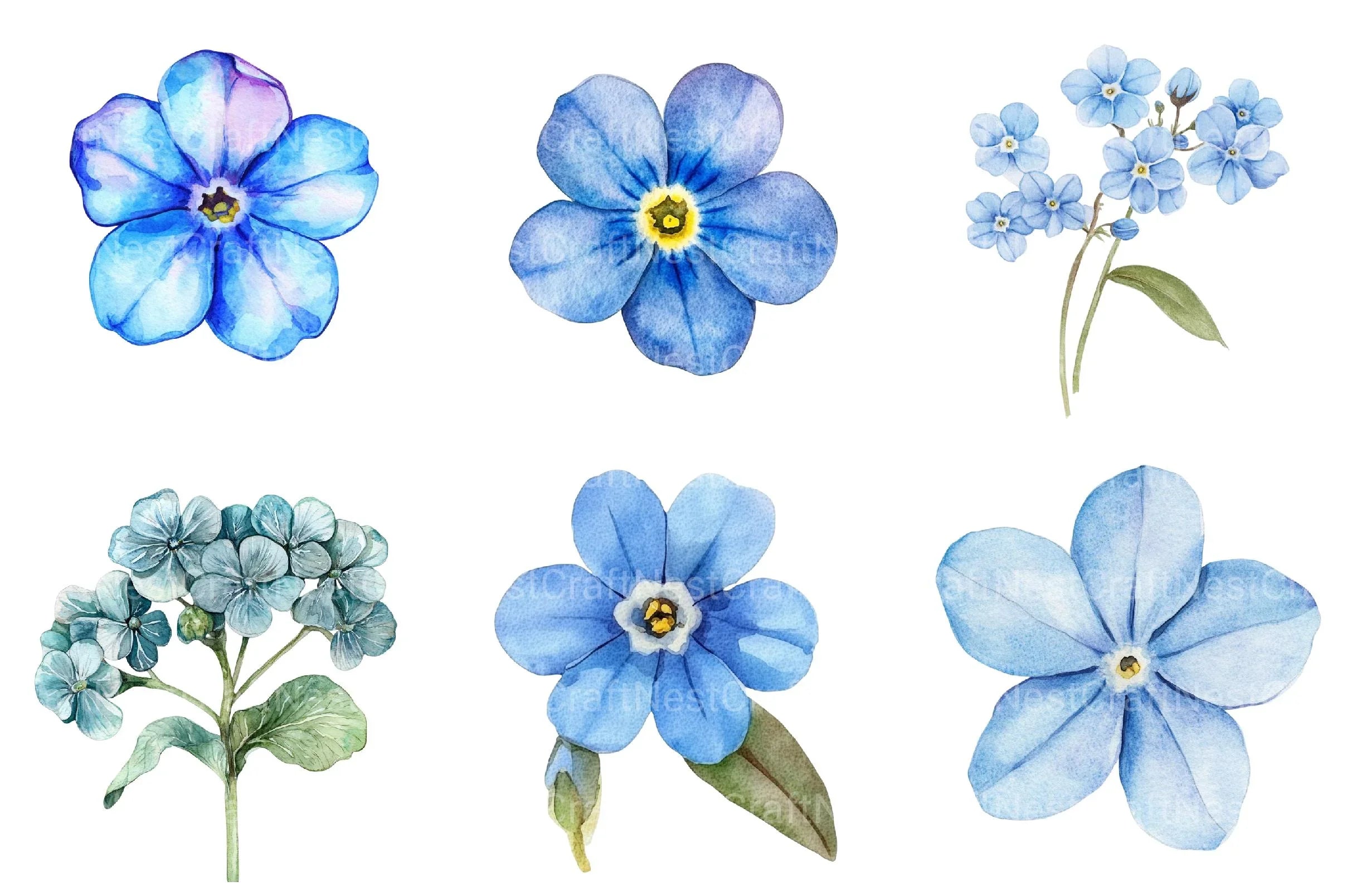 Forget Me Not Flower Bloom Clipart - CraftNest - Digital Crafting and Art