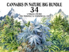 Cannabis in der Natur