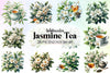 Jasmine Tea Clipart Bundle
