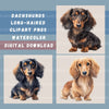 Dachshund Long Hair Clipart Bundle