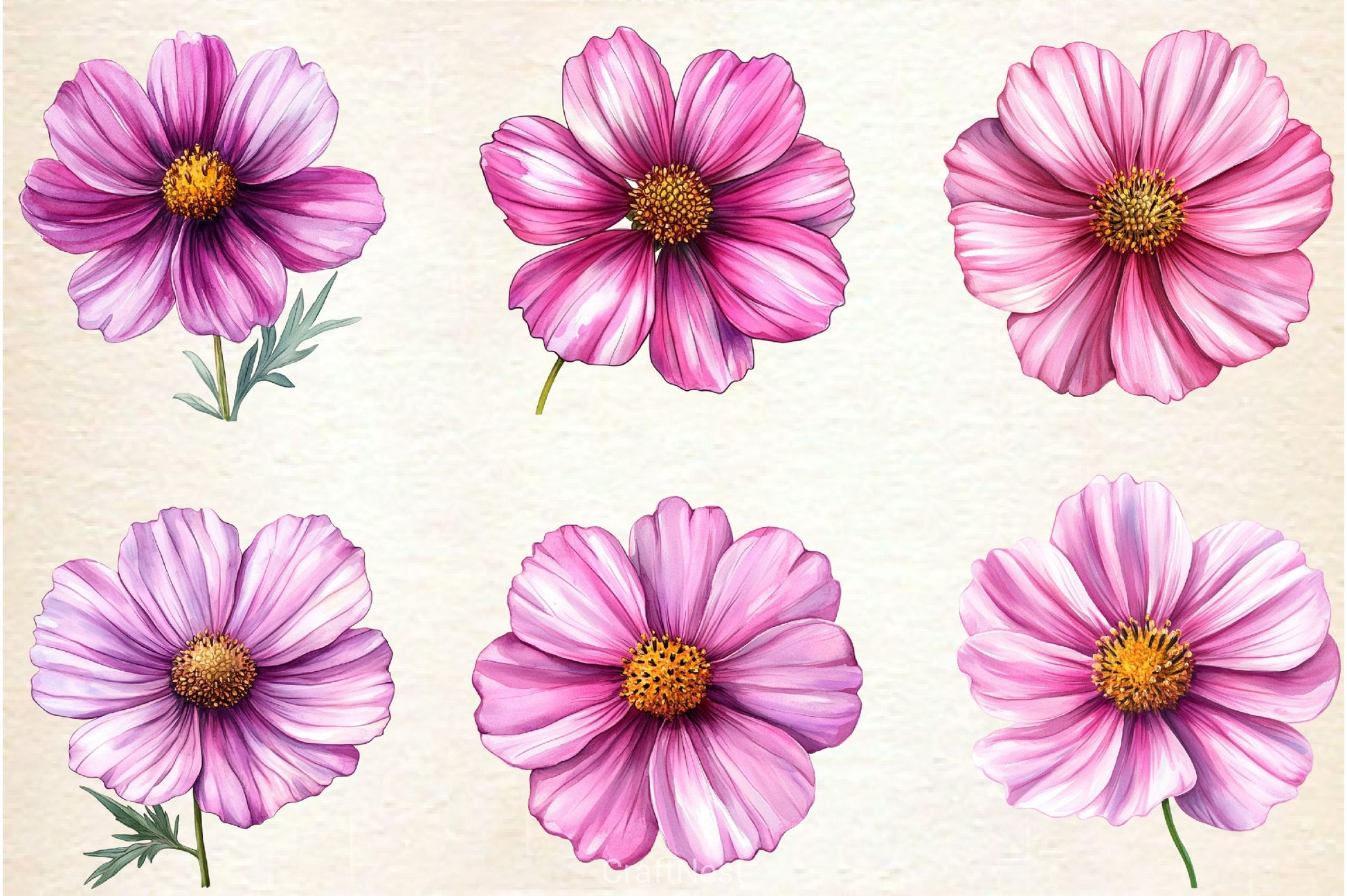 Pink Cosmos Flower Clipart Bundle - CraftNest - Digital Crafting and Art