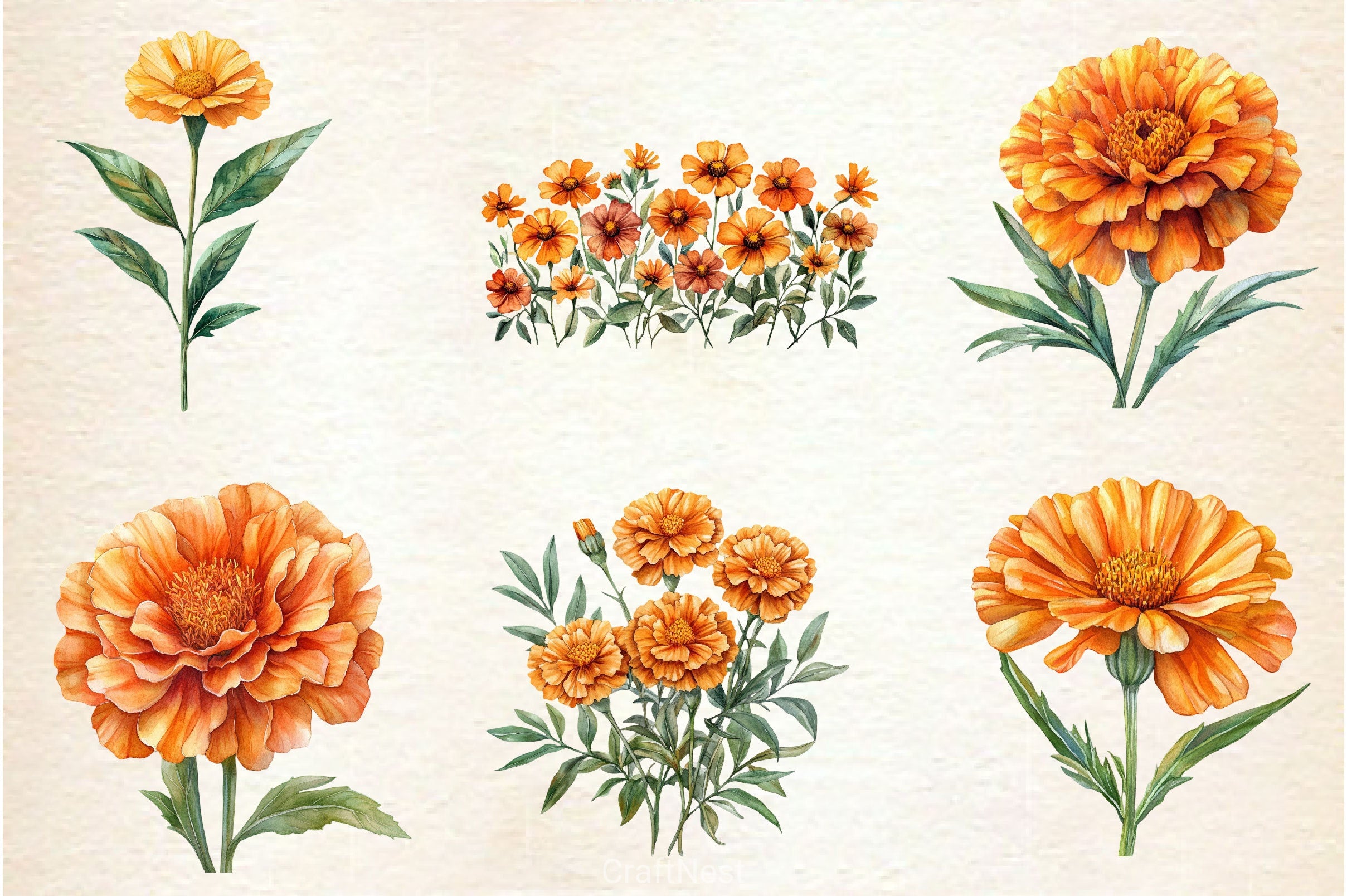 Marigold Clipart Bundle 3 - CraftNest - Digital Crafting and Art
