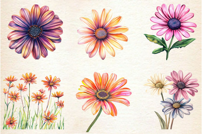African Daisy Flower Bloom Clipart Bundle - CraftNest - Digital Crafting and Art