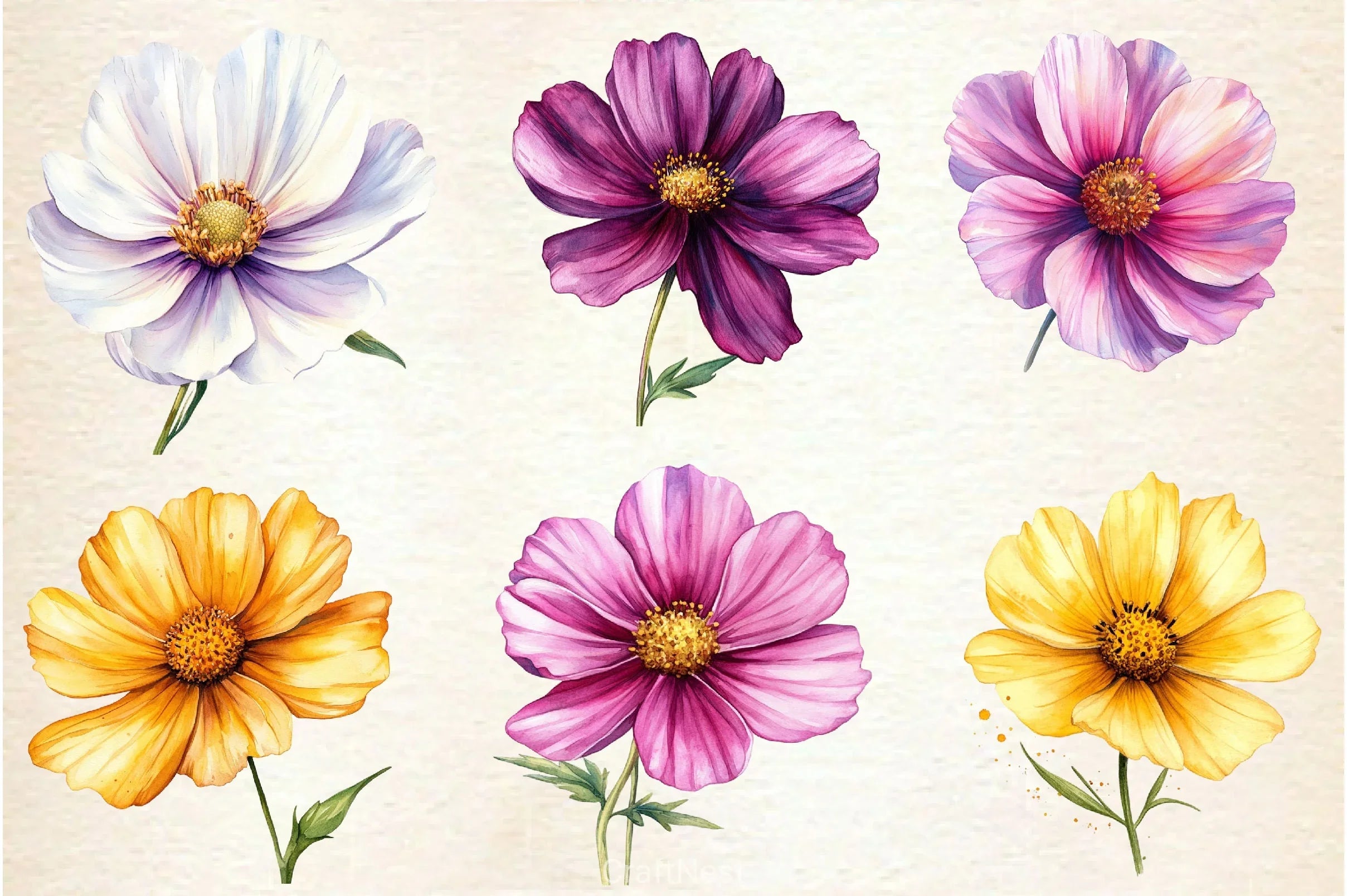 Cosmos Flower Bloom Clipart Bundle 2 - CraftNest - Digital Crafting and Art