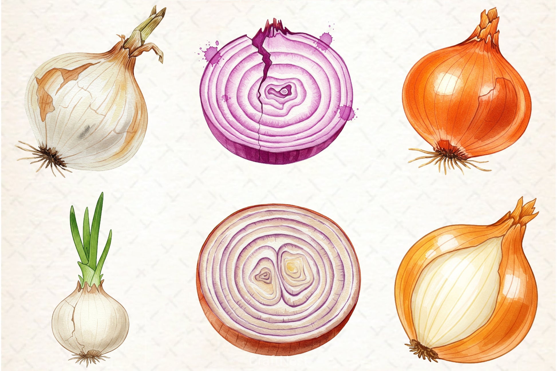 Onion Clipart Bundle 1 - CraftNest - Digital Crafting and Art