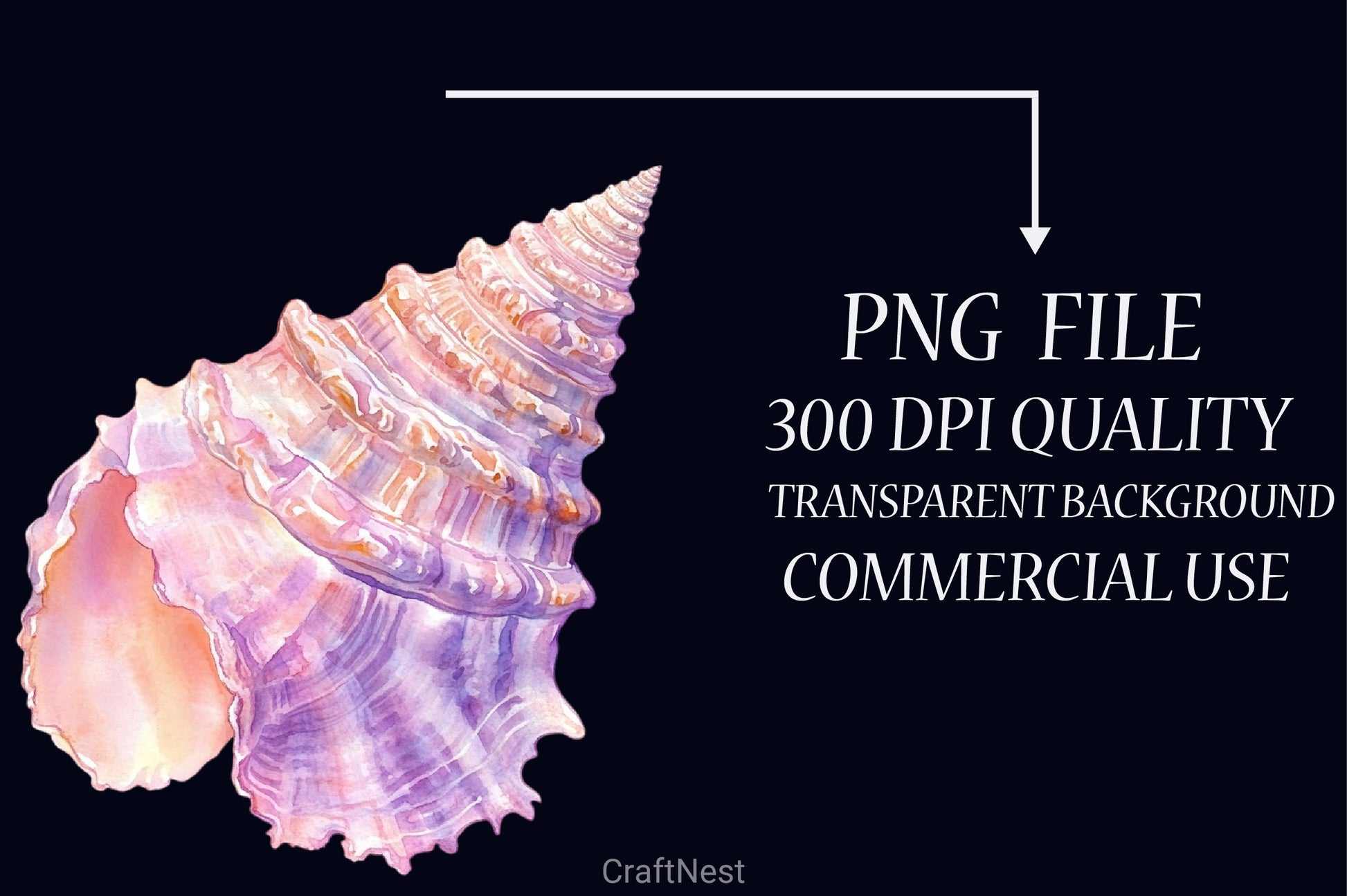 Sea Shells Clipart Bundle - CraftNest - Digital Crafting and Art