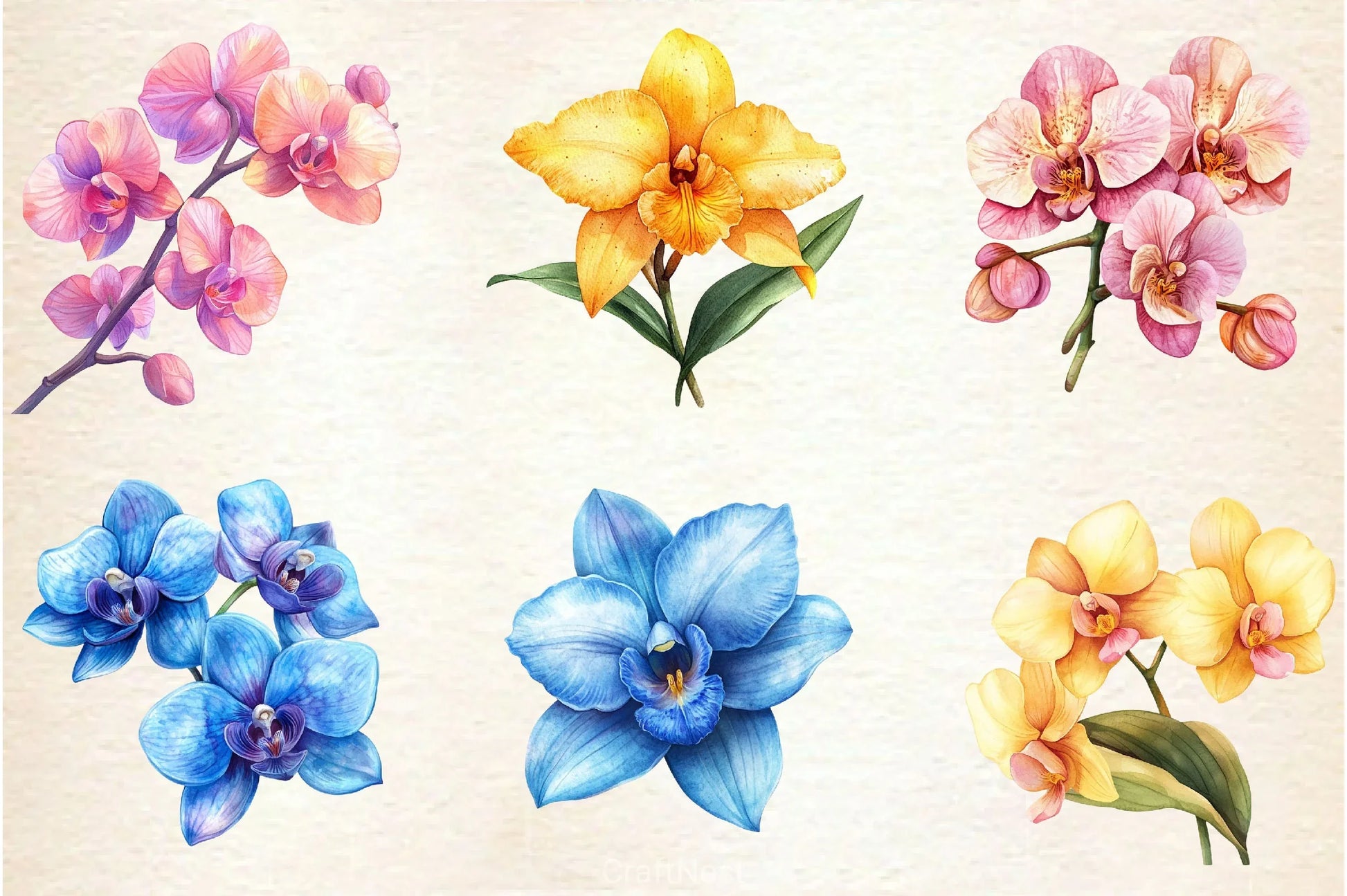 Orchid Clipart Bundle 2 - CraftNest - Digital Crafting and Art