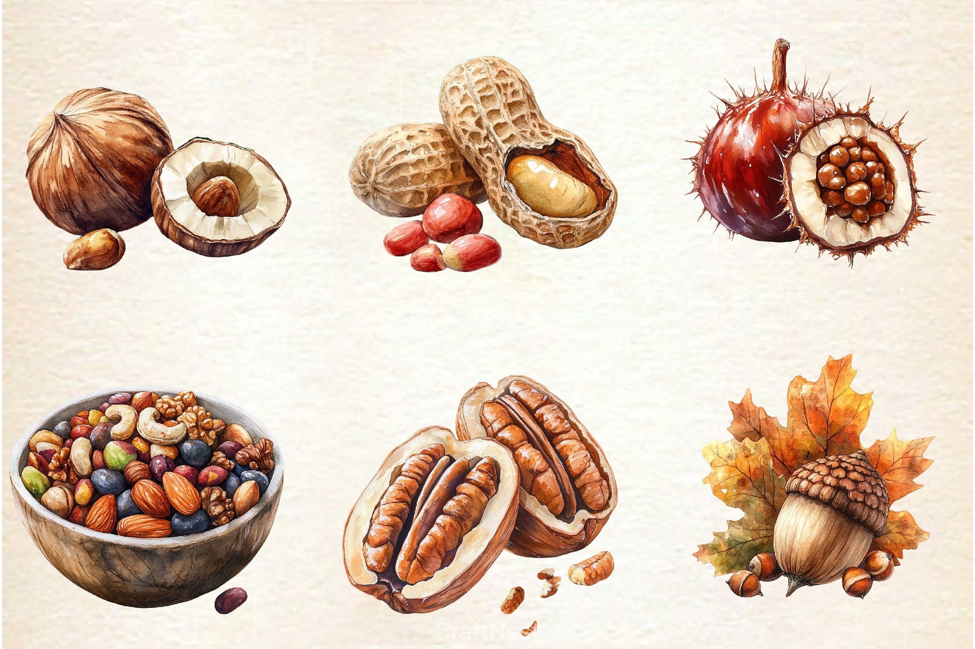 Nuts Clipart Bundle 2 - CraftNest - Digital Crafting and Art
