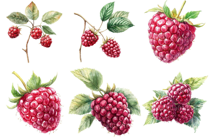 Raspberry Clipart - CraftNest - Digital Crafting and Art