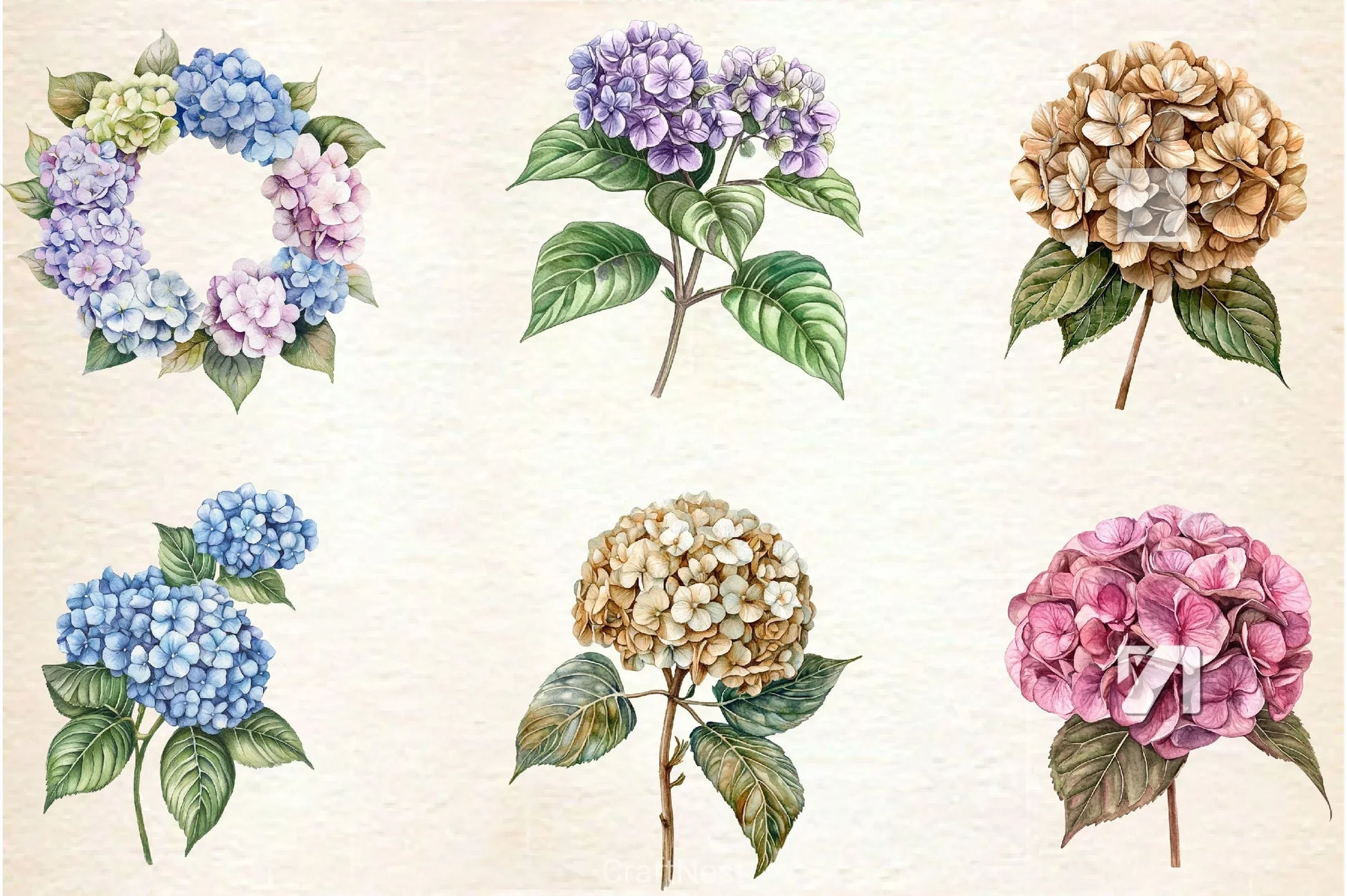 Hydrangea Clipart Bundle 2 - CraftNest - Digital Crafting and Art