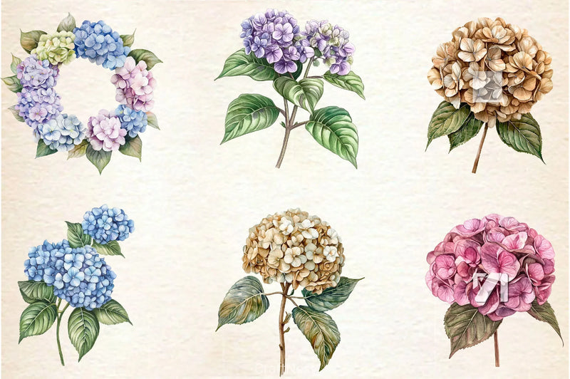 Hydrangea Clipart Bundle 2 - CraftNest - Digital Crafting and Art