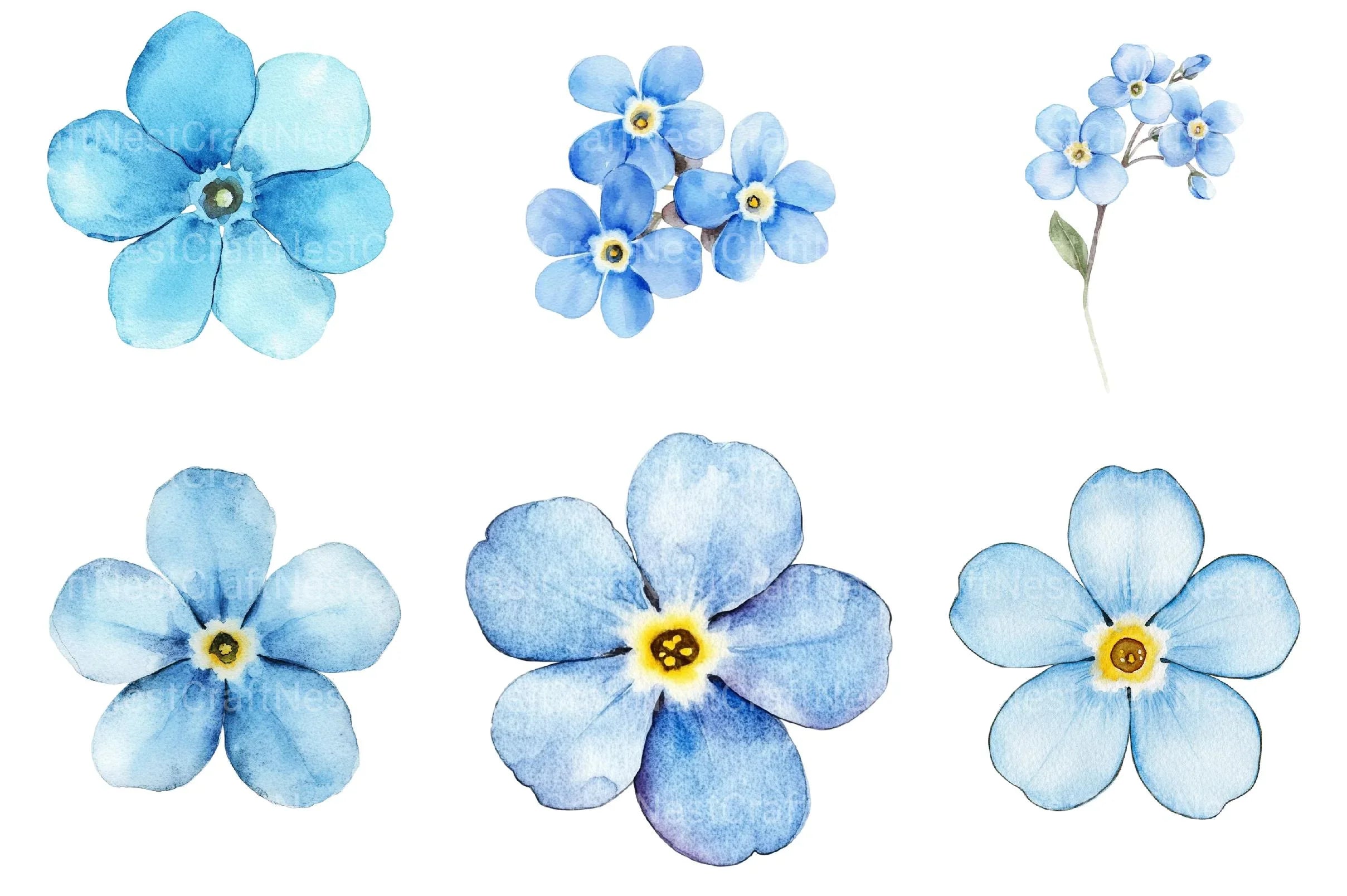 Forget Me Not Flower Bloom Clipart - CraftNest - Digital Crafting and Art