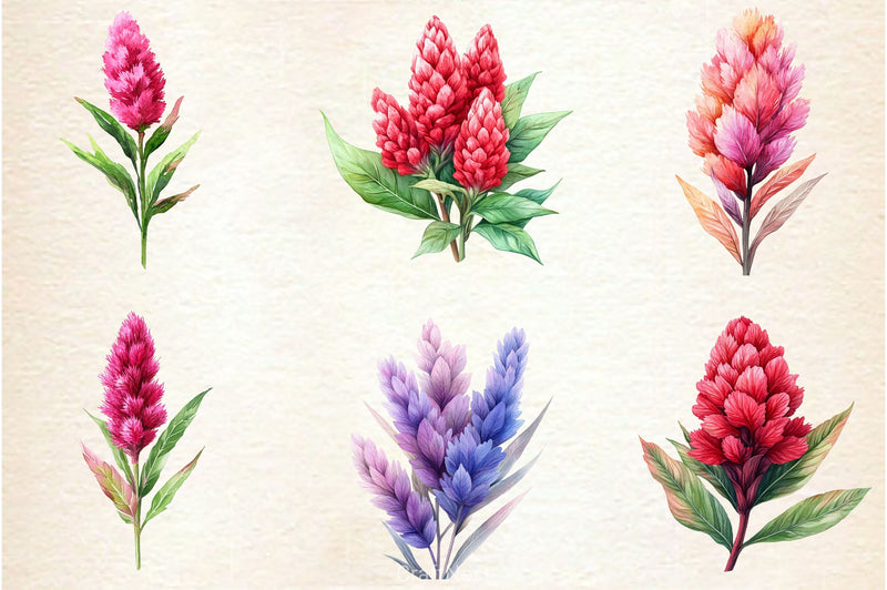 Celosia Flower Clipart Bundle 2 - CraftNest - Digital Crafting and Art