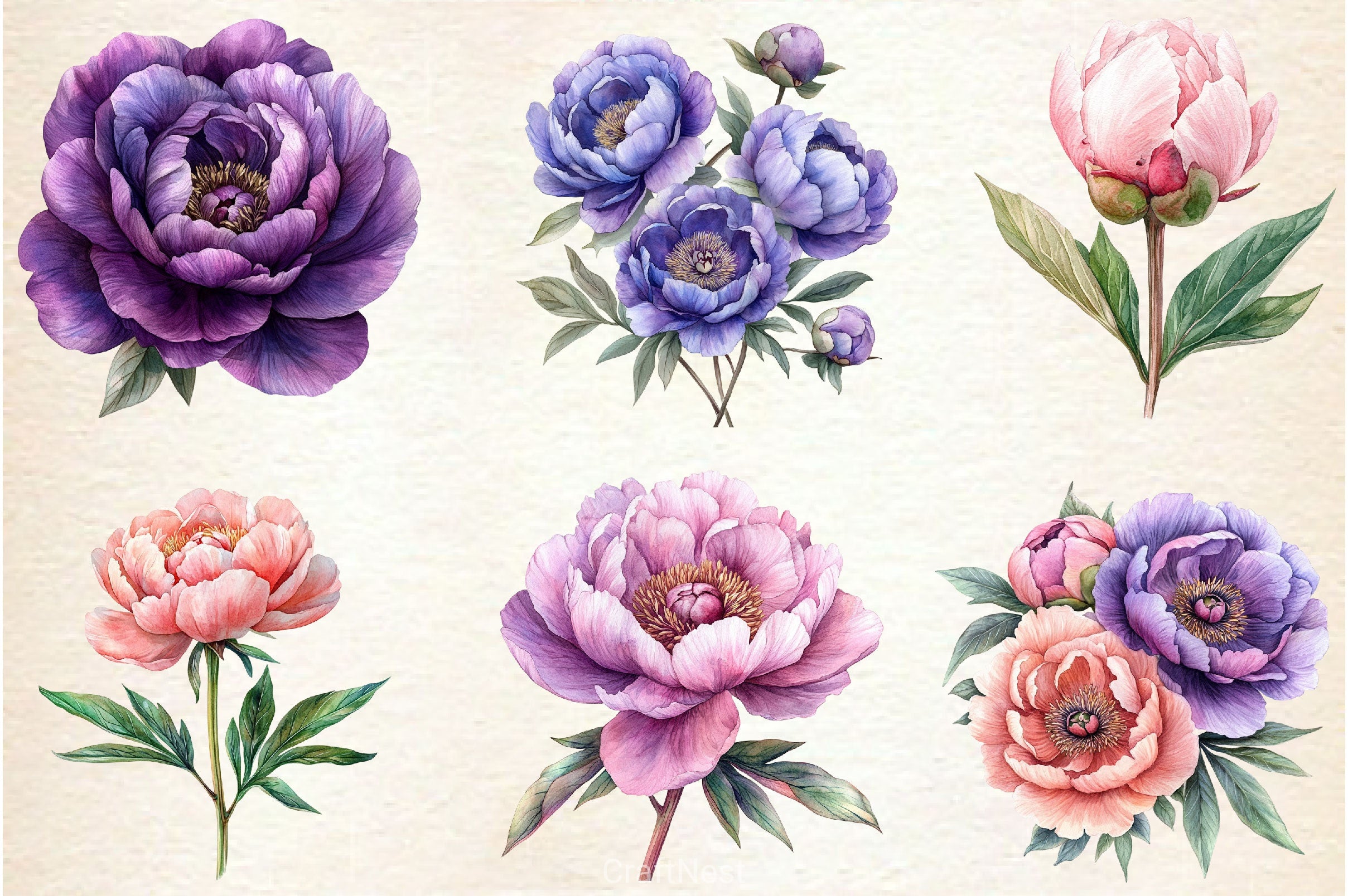Pink & Purple Peony Flowers Clipart Bundle - CraftNest - Digital Crafting and Art