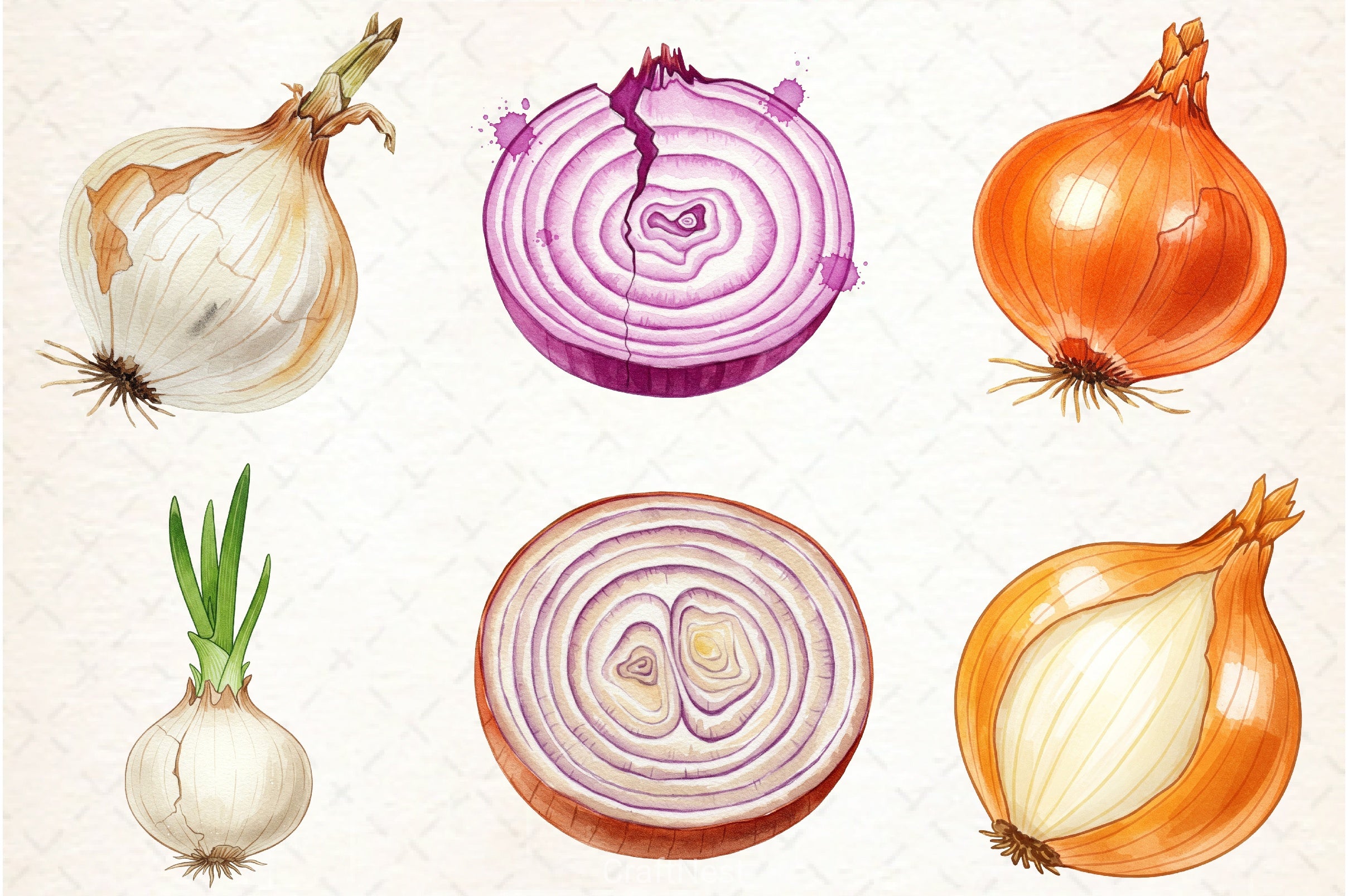 Onion Clipart Bundle - CraftNest - Digital Crafting and Art