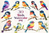 Birds Clipart Bundle 19