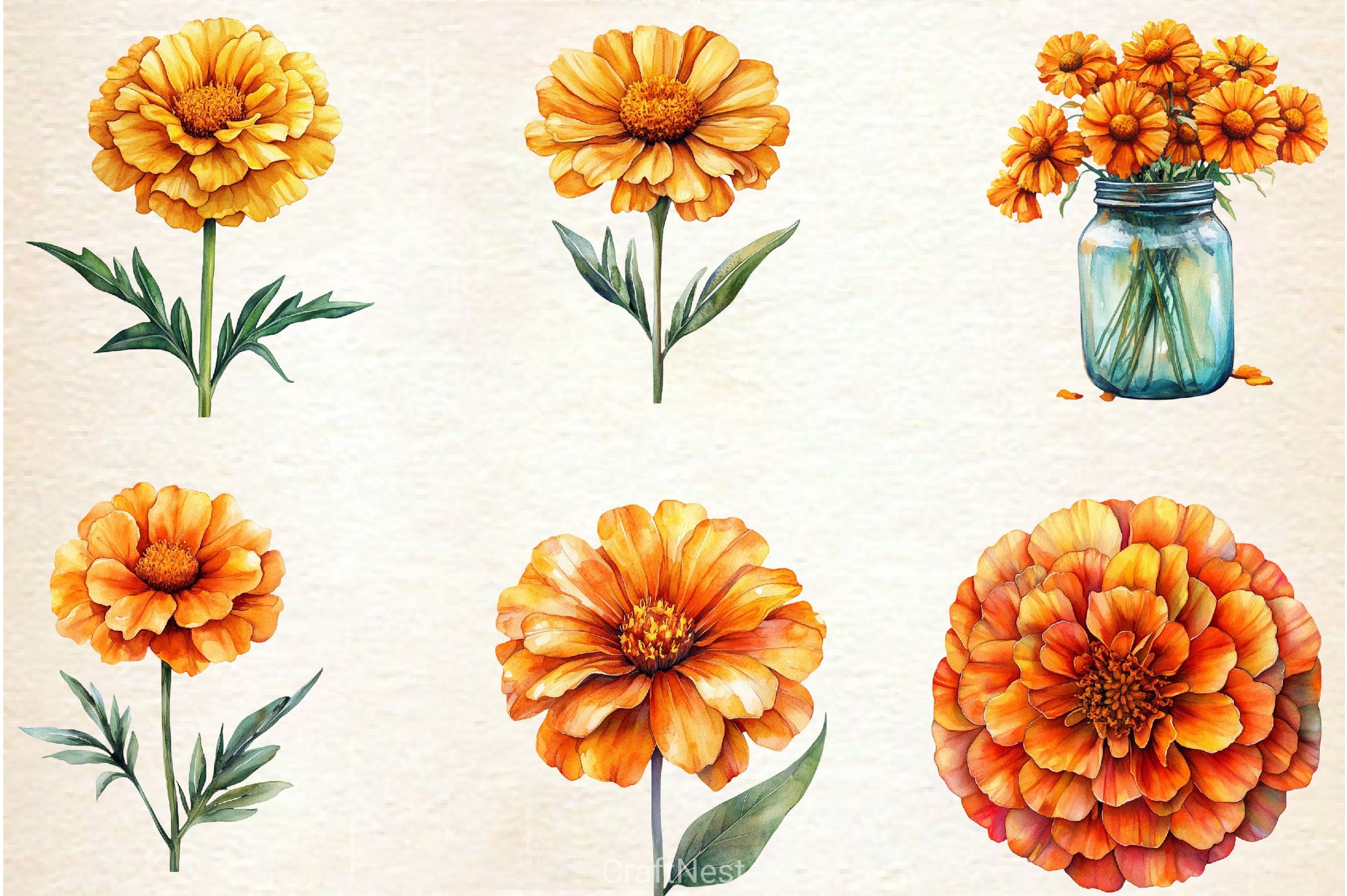 Marigold Clipart Bundle 3 - CraftNest - Digital Crafting and Art