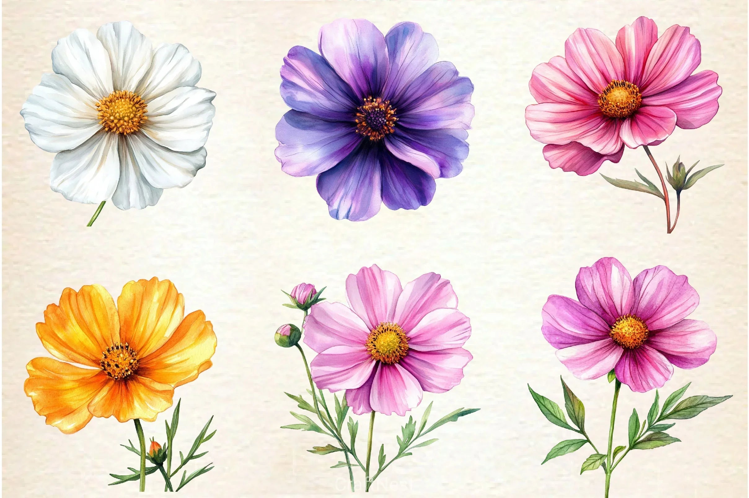 Cosmos Flower Bloom Clipart Bundle 2 - CraftNest - Digital Crafting and Art