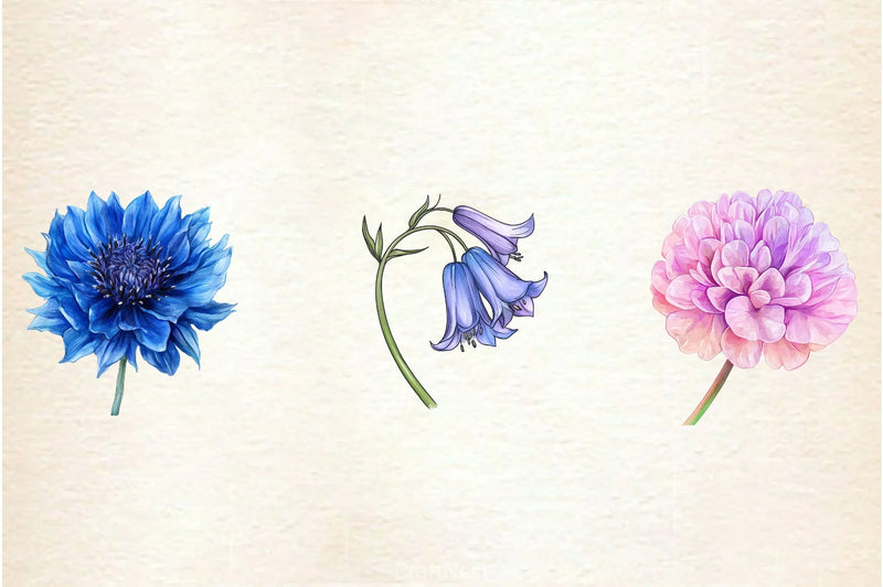 Single Wildflower Clipart Bundle - CraftNest - Digital Crafting and Art