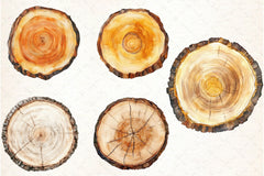 Wood Slice Clipart Bundle - CraftNest - Digital Crafting and Art