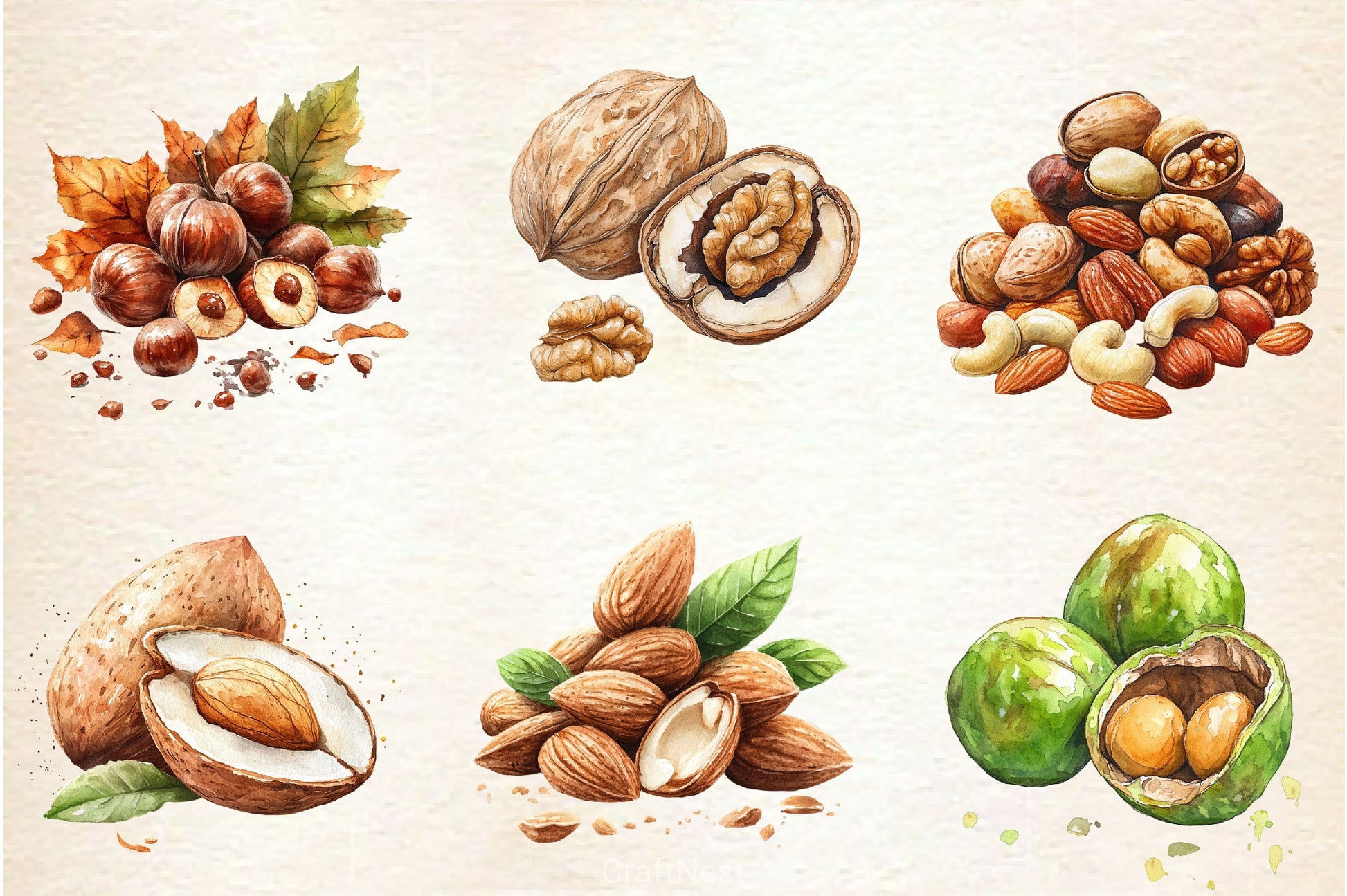 Nuts Clipart Bundle 2 - CraftNest - Digital Crafting and Art