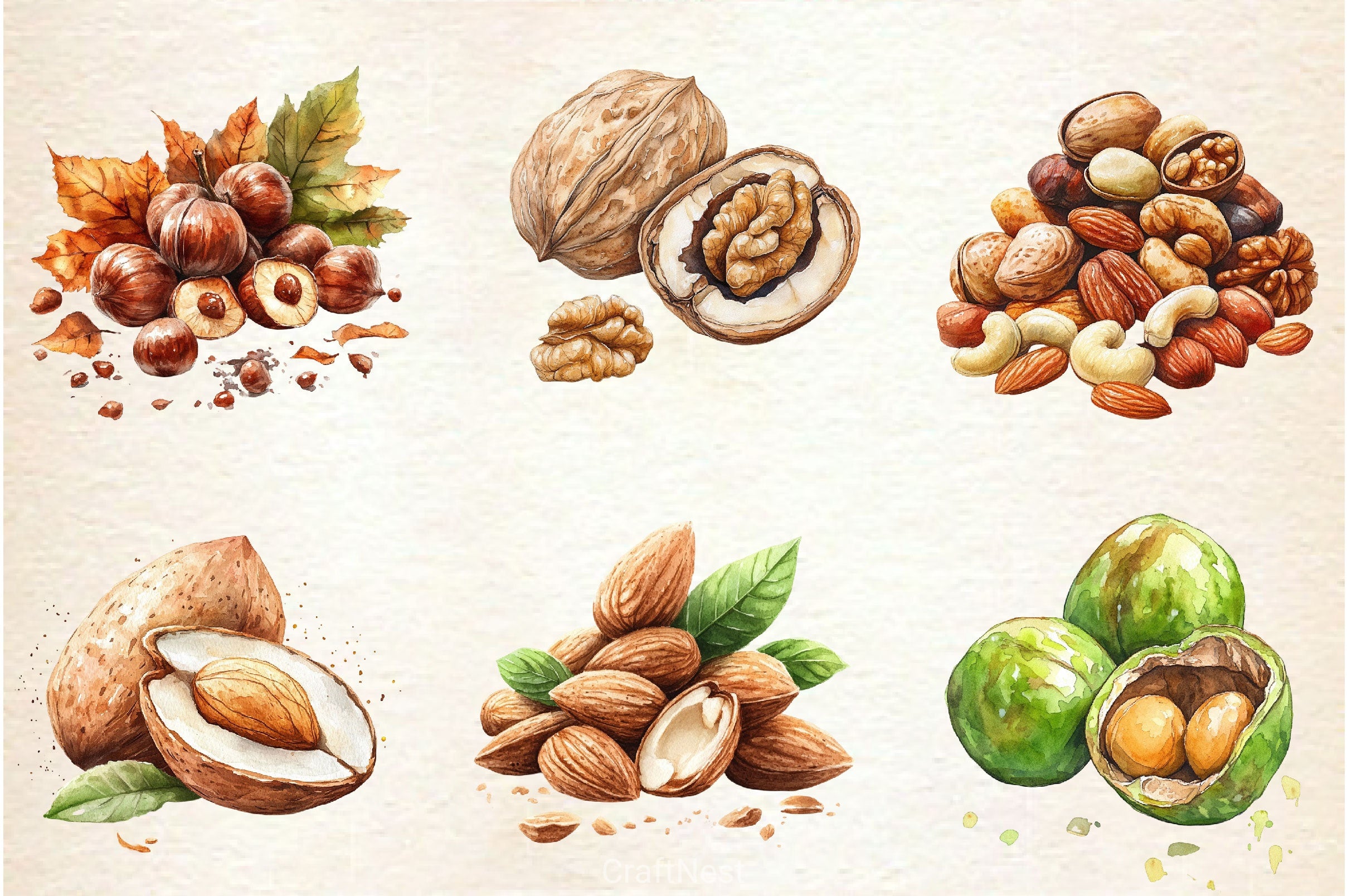 Nuts Clipart Bundle 2 - CraftNest - Digital Crafting and Art
