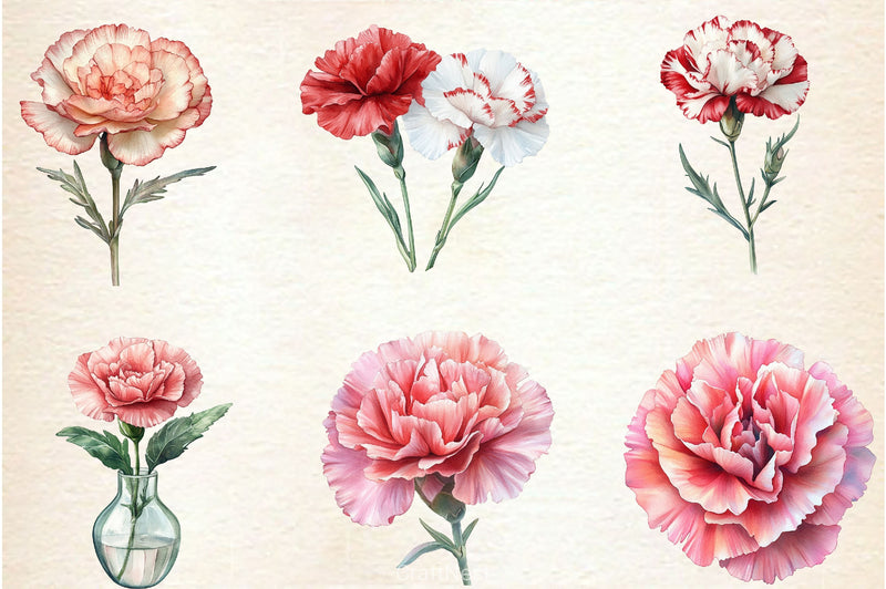 Carnation Flower Clipart Bundle 4 - CraftNest - Digital Crafting and Art