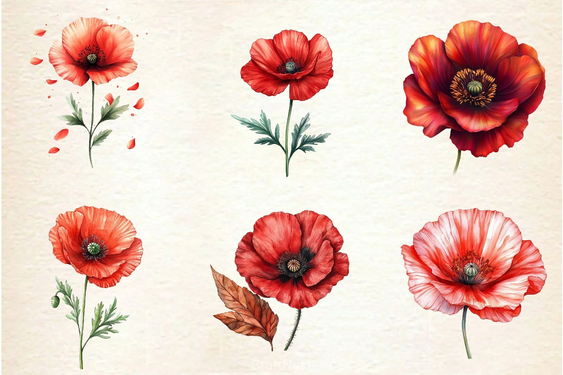 Corn Poppy Flower Bloom Clipart Bundle 2 - CraftNest - Digital Crafting and Art