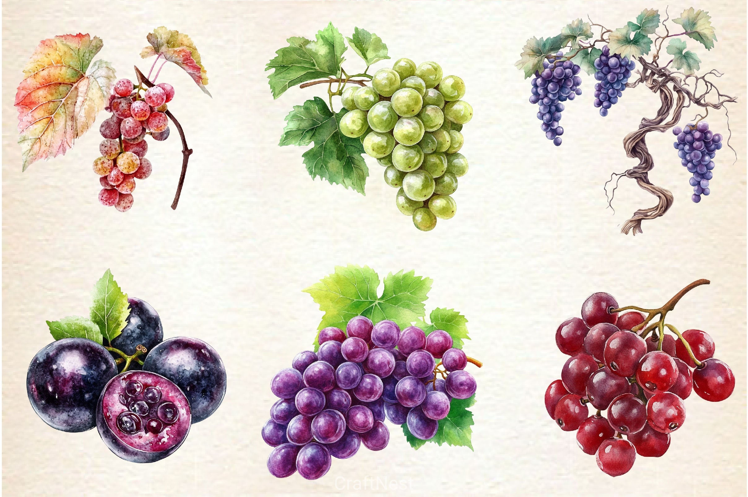 Grape Clipart Bundle 2 - CraftNest - Digital Crafting and Art