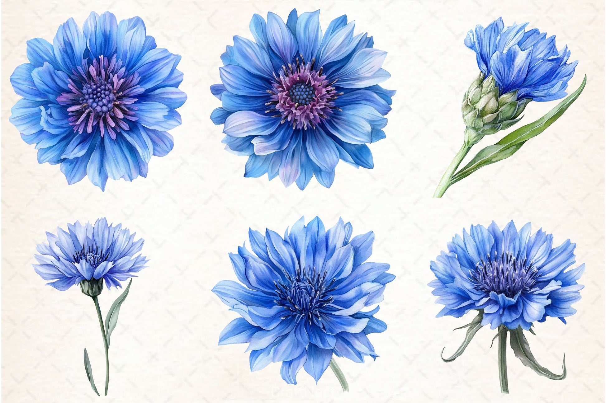 Blue Cornflower Clipart Bundle 2 - CraftNest - Digital Crafting and Art