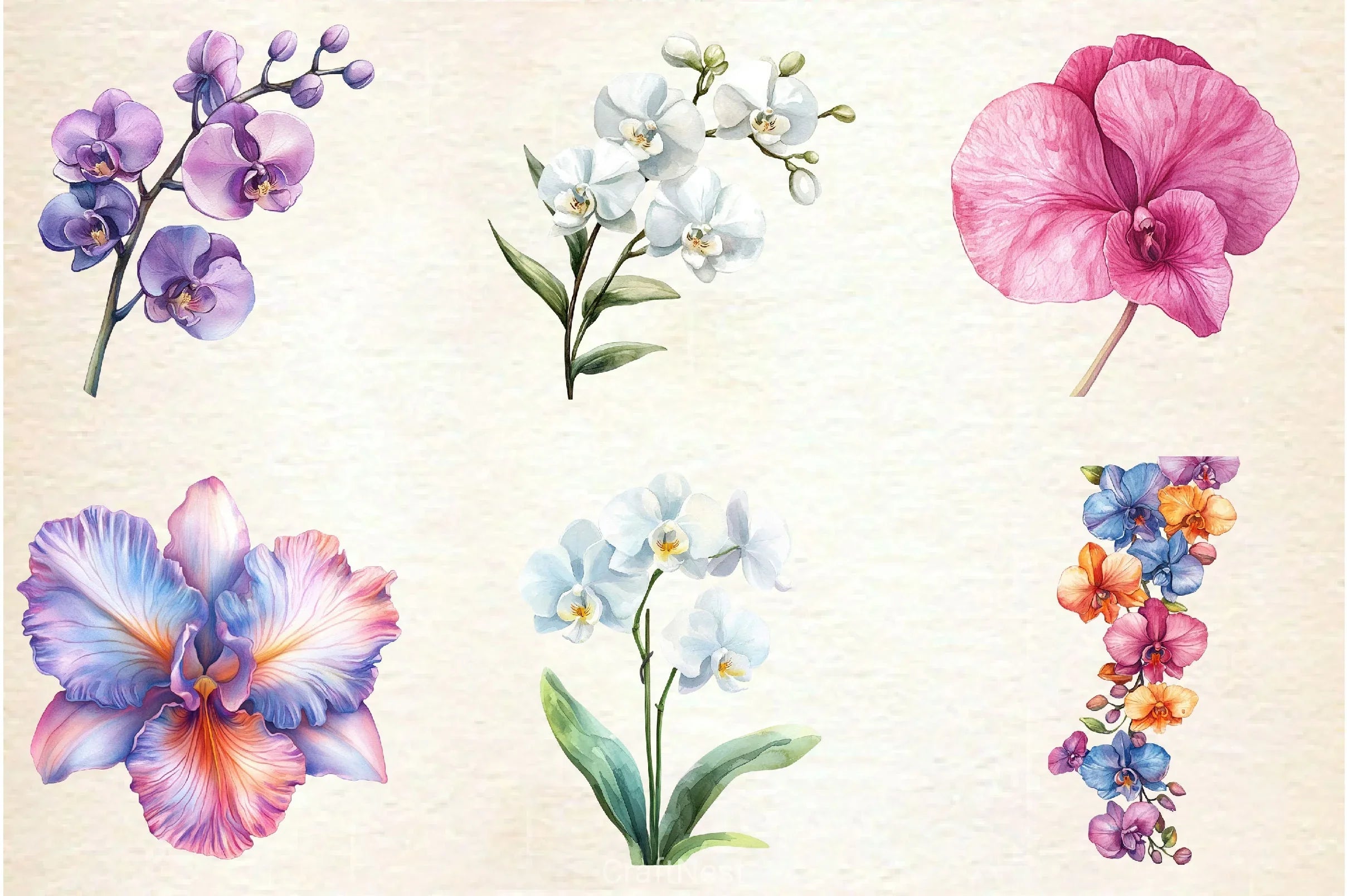 Orchid Clipart Bundle 2 - CraftNest - Digital Crafting and Art