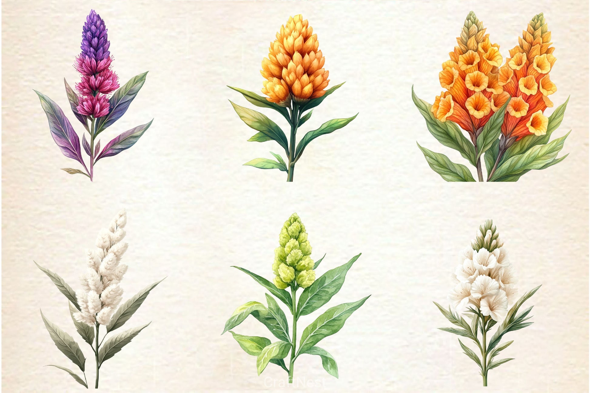 Celosia Flower Clipart Bundle 2 - CraftNest - Digital Crafting and Art