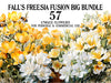 Fall Freesia Fusion