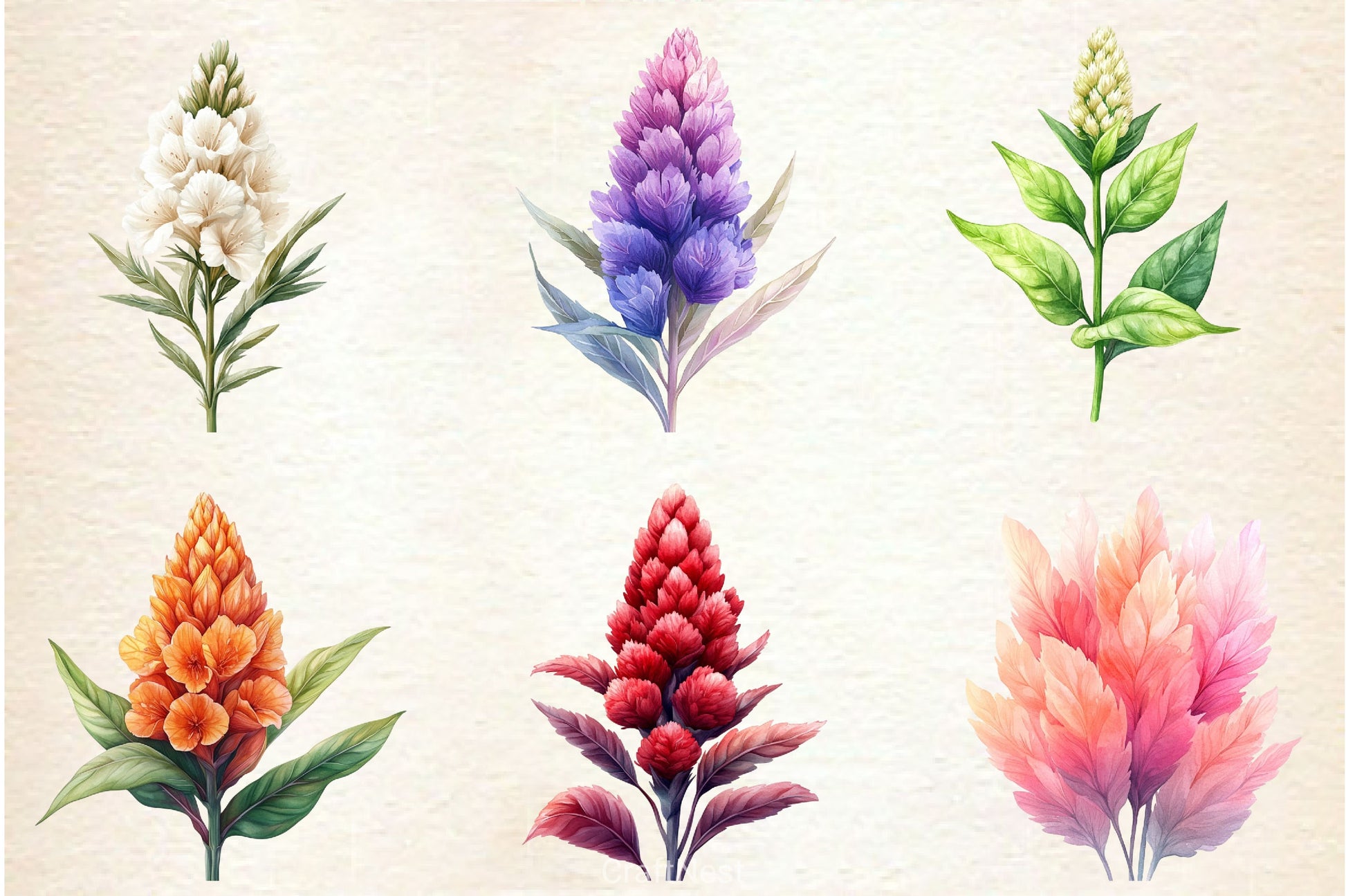 Celosia Flower Clipart Bundle 2 - CraftNest - Digital Crafting and Art
