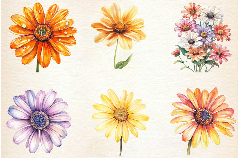 African Daisy Flower Bloom Clipart Bundle - CraftNest - Digital Crafting and Art