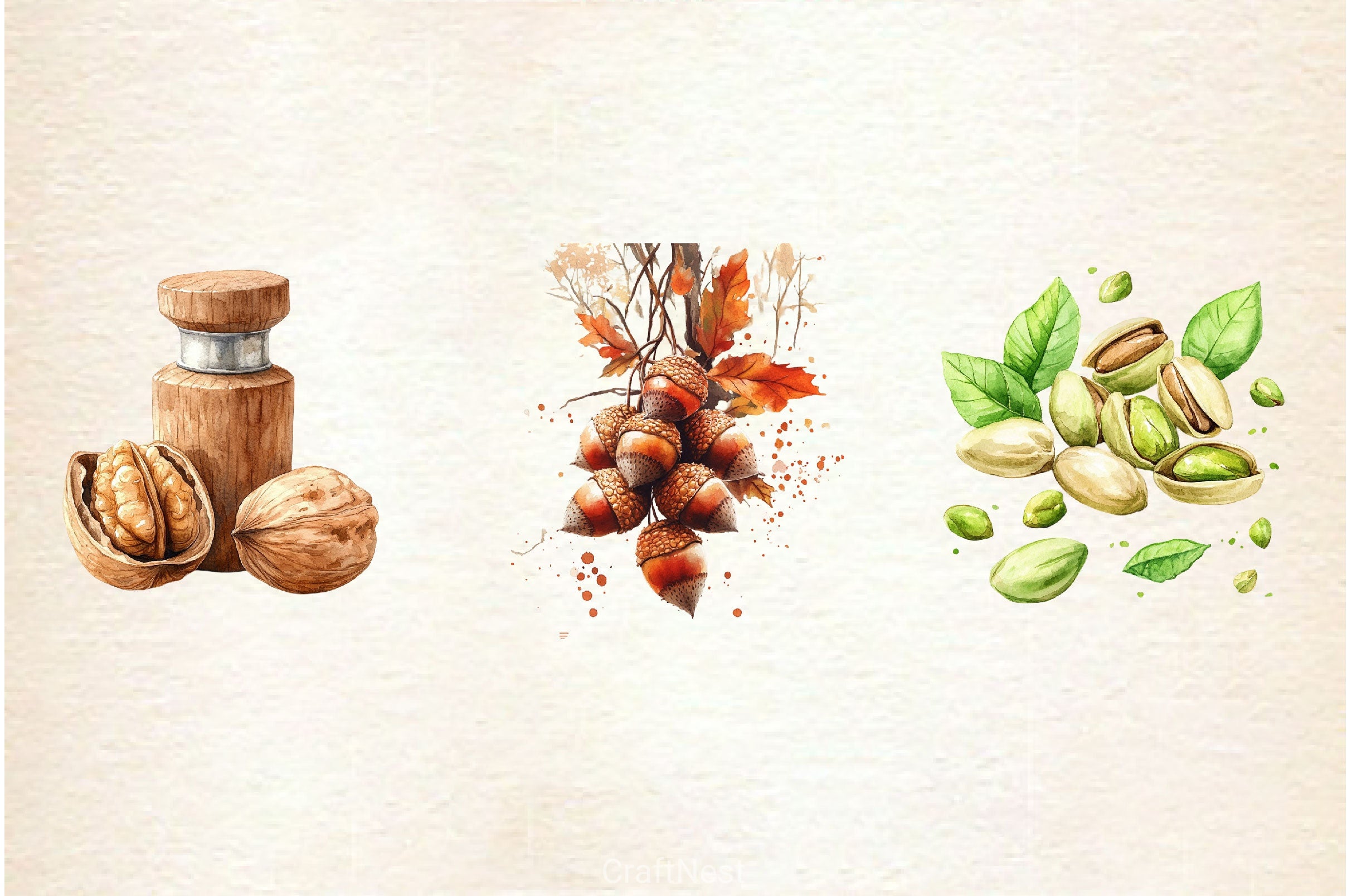 Nuts Clipart Bundle 2 - CraftNest - Digital Crafting and Art