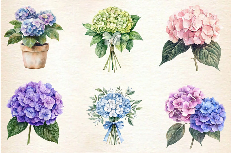 Hydrangea Clipart Bundle 2 - CraftNest - Digital Crafting and Art