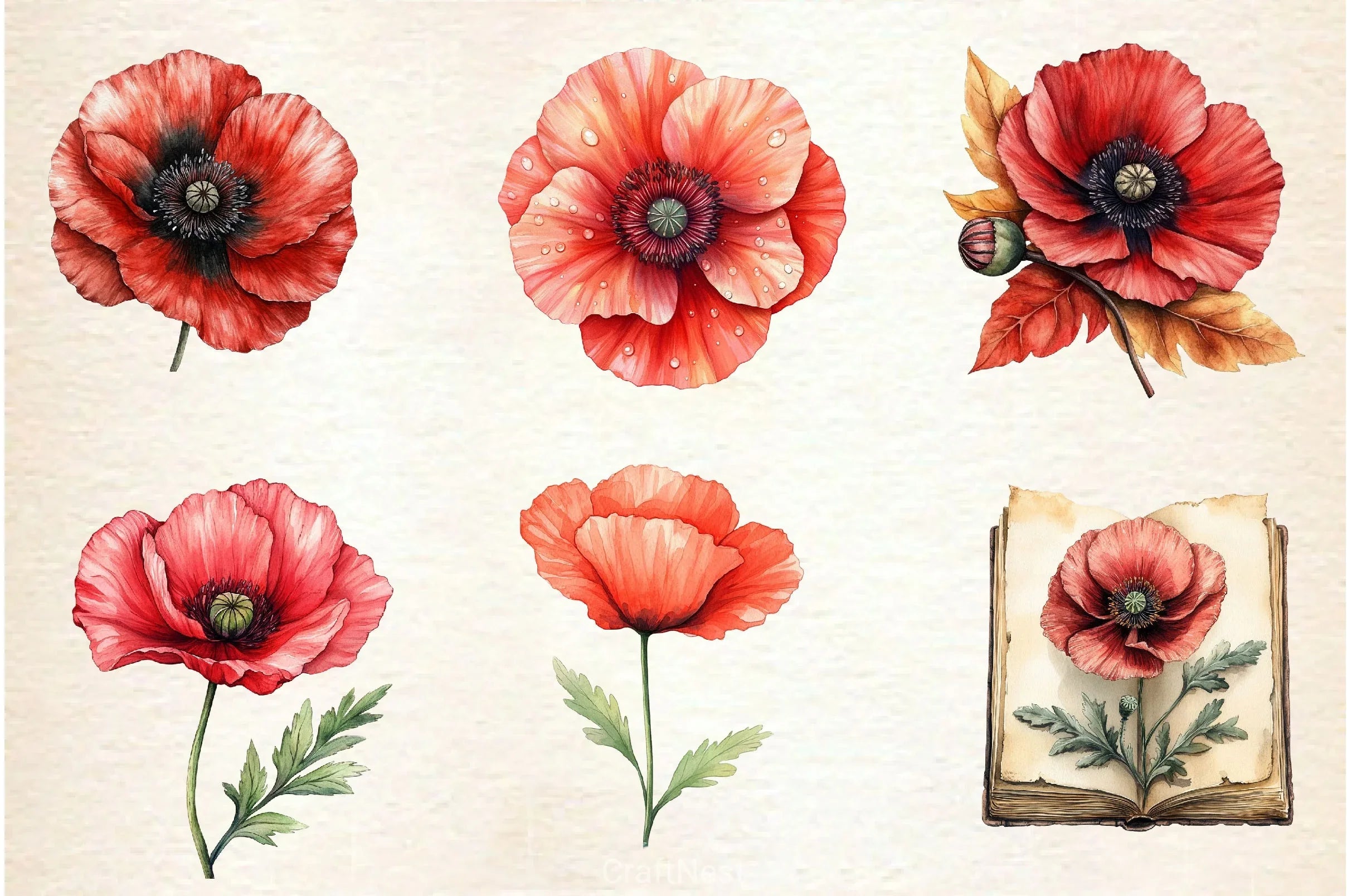 Corn Poppy Flower Bloom Clipart Bundle 2 - CraftNest - Digital Crafting and Art