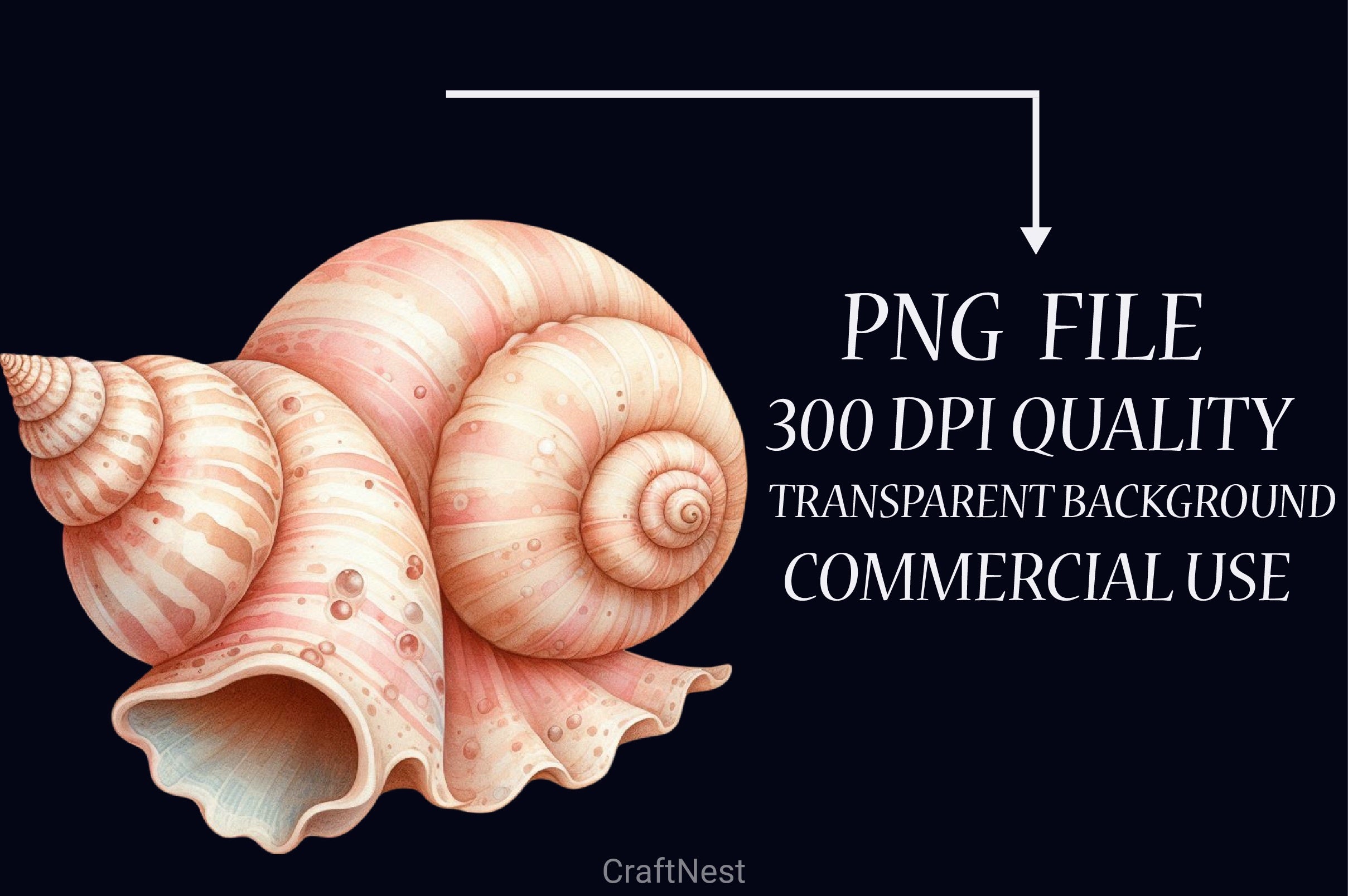 Ocean Sea Shell Clipart Bundle - CraftNest - Digital Crafting and Art