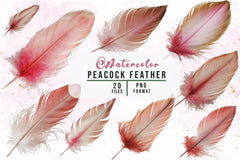 Peacock Feather Clipart Bundle - CraftNest - Digital Crafting and Art