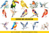 Summer Bird Clipart Bundle